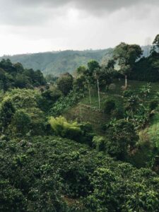 illustration d'une plantation de café dans la vallée de Cocora en Colombie