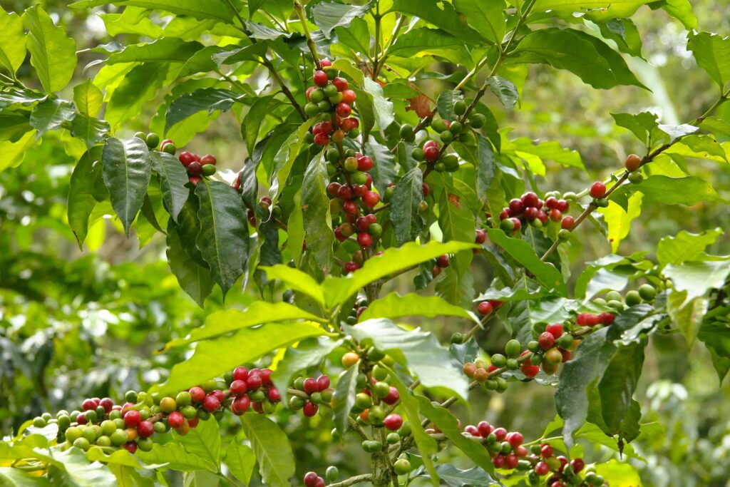 Illustration d'un caféier en bonne santé avec des feuilles et fruits sains