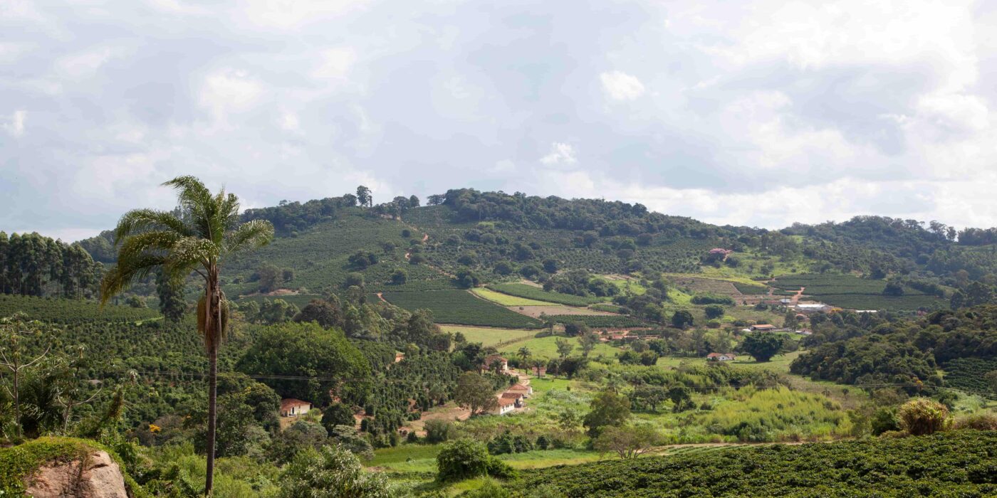 Illustration d'une plantation de café dans les montagnes du Brésil